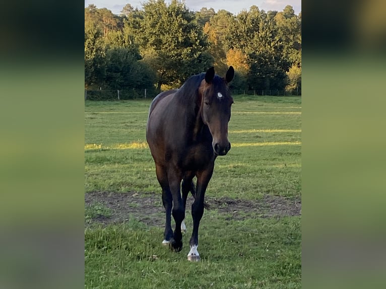 Hannoveraner Stute 4 Jahre Brauner in Bergen