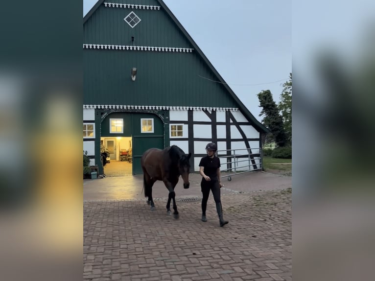 Hannoveraner Stute 4 Jahre Brauner in OstercappelnOstercappeln