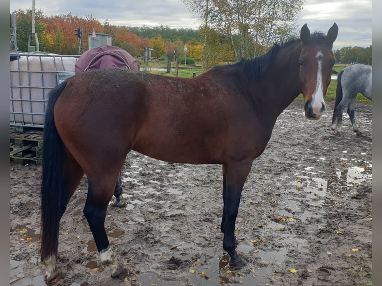 Hannoveraner Stute 4 Jahre Brauner in Wedemark