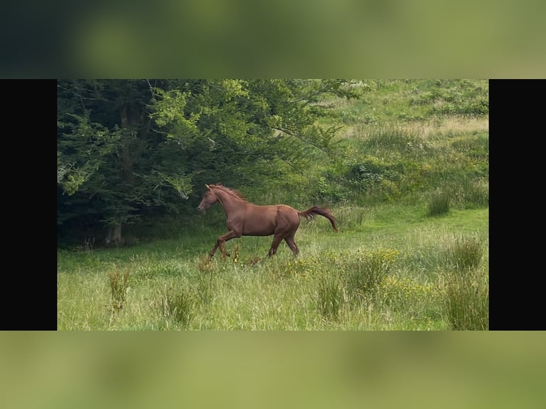 Hannoveraner Stute 4 Jahre Dunkelfuchs in Engelskirchen