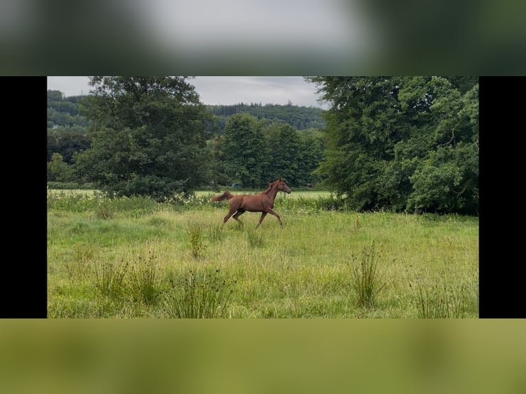 Hannoveraner Stute 4 Jahre Dunkelfuchs in Engelskirchen