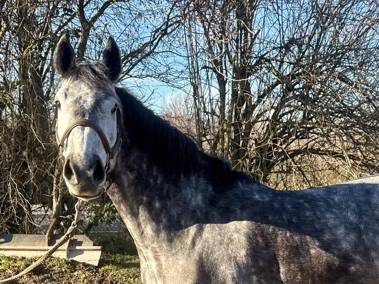 Hannoveraner Stute 5 Jahre 155 cm Apfelschimmel in Grevenbroich