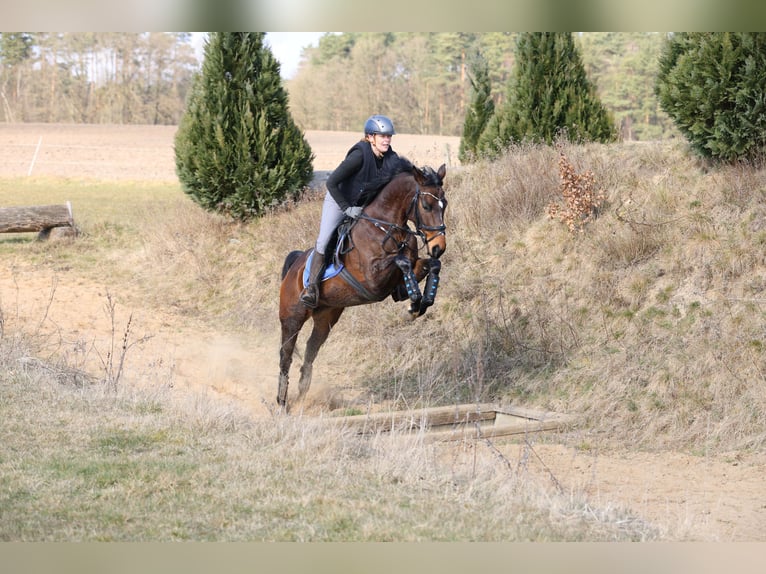 Hannoveraner Stute 5 Jahre 158 cm Dunkelbrauner in Munster