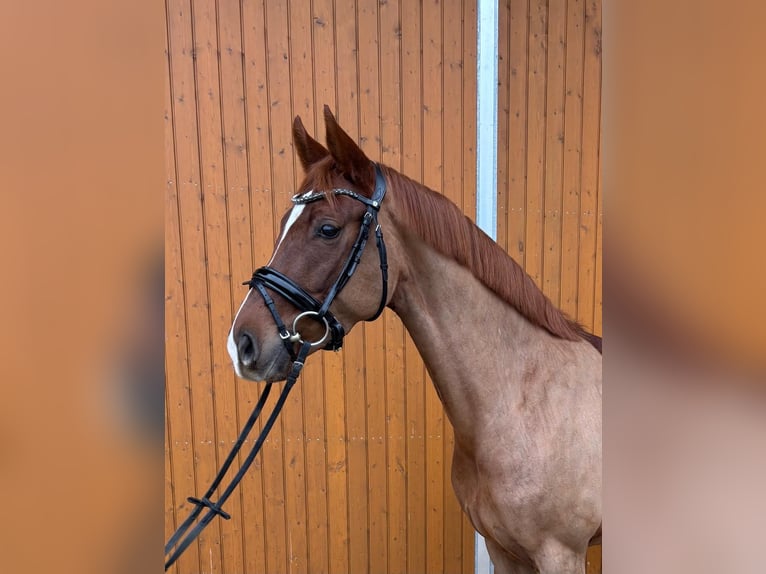 Hannoveraner Stute 5 Jahre 158 cm Fuchs in Weil