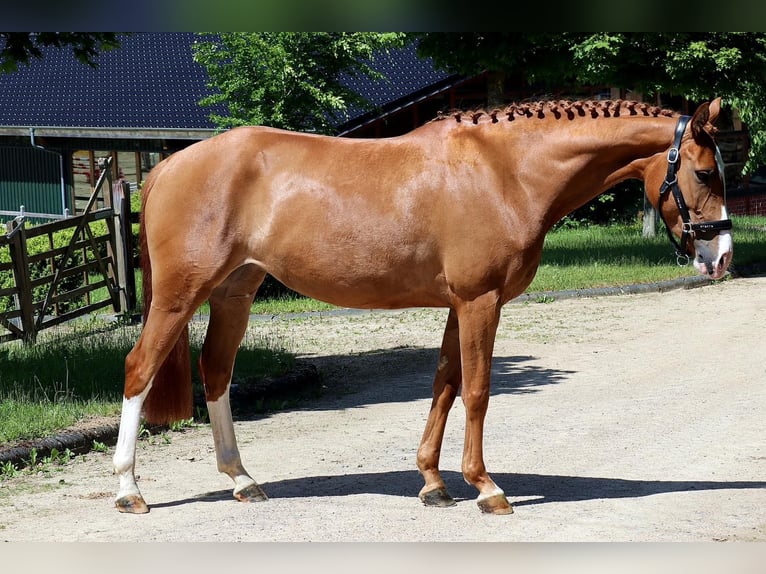Hannoveraner Stute 5 Jahre 158 cm Fuchs in Altenahr