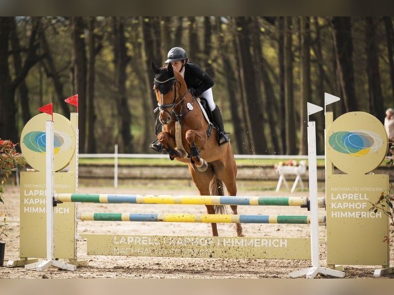 Hannoveraner Stute 5 Jahre 158 cm Fuchs in Nettetal