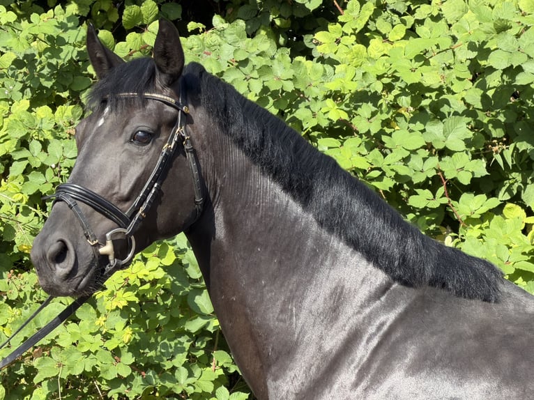 Hannoveraner Stute 5 Jahre 158 cm Rappe in Hanerau-Hademarschen
