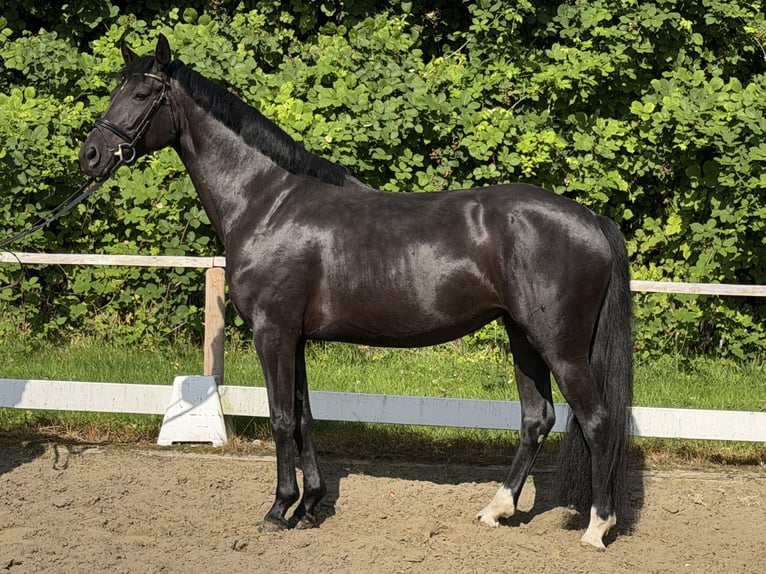 Hannoveraner Stute 5 Jahre 158 cm Rappe in Hanerau-Hademarschen