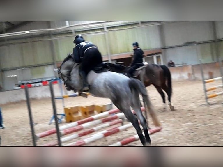 Hannoveraner Stute 5 Jahre 159 cm Schimmel in Am Großen Bruch
