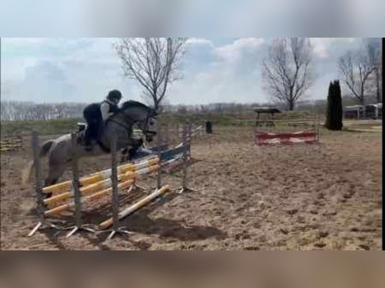 Hannoveraner Stute 5 Jahre 159 cm Schimmel in Am Großen Bruch