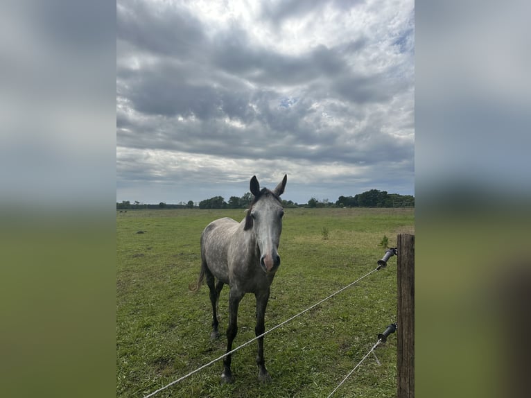 Hannoveraner Stute 5 Jahre 160 cm Apfelschimmel in Velten