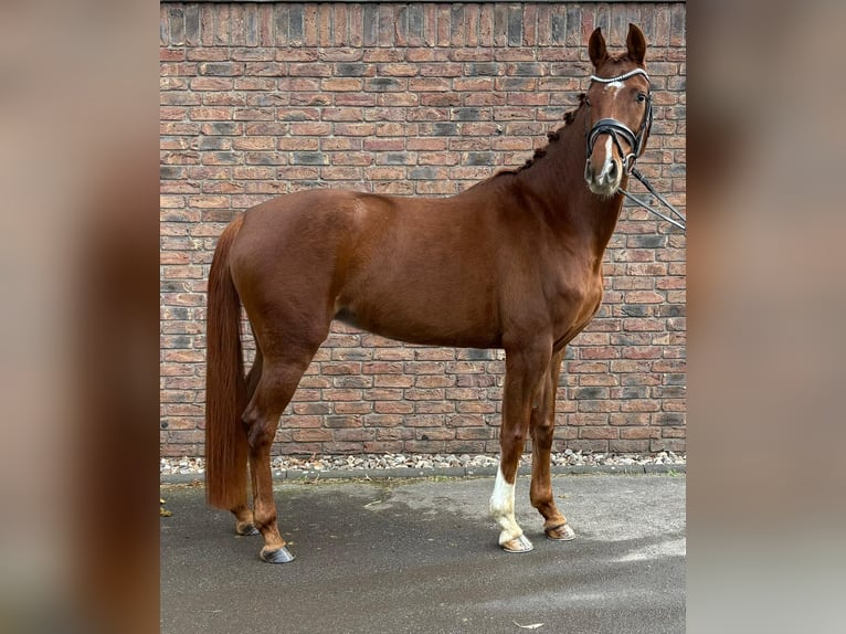 Hannoveraner Stute 5 Jahre 160 cm Dunkelfuchs in Niederkassel