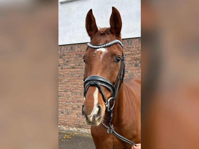 Hannoveraner Stute 5 Jahre 160 cm Dunkelfuchs in Niederkassel