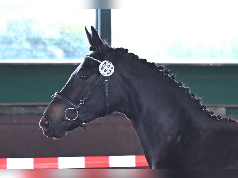 Hannoveraner Stute 5 Jahre 161 cm Schwarzbrauner in Vechelde