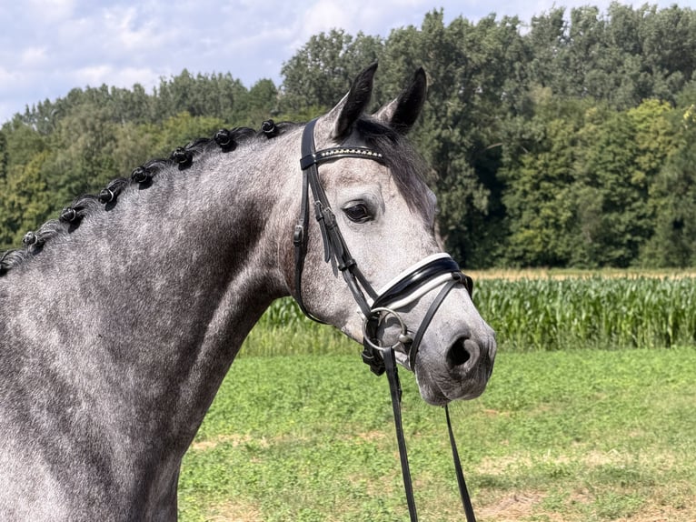 Hannoveraner Stute 5 Jahre 162 cm Apfelschimmel in Riedlingen