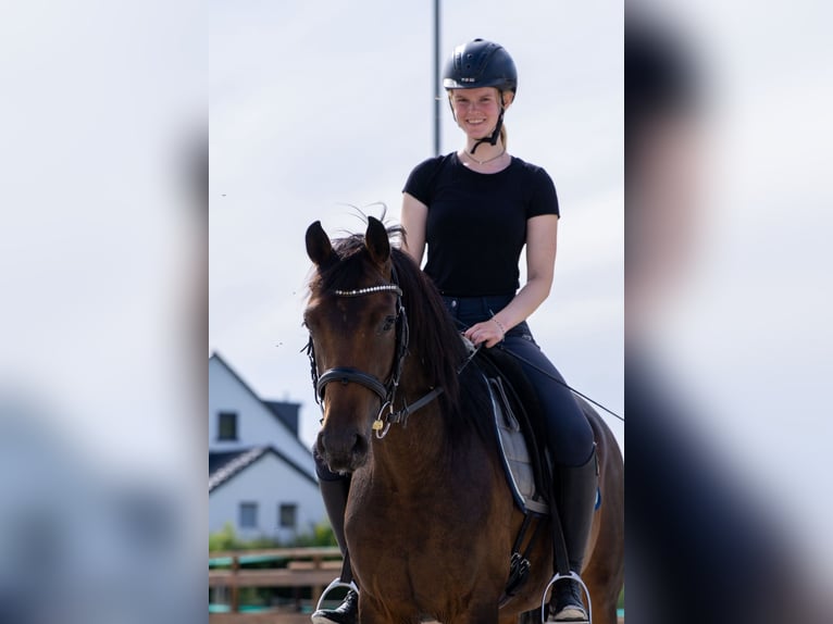 Hannoveraner Stute 5 Jahre 162 cm Brauner in Heinsberg