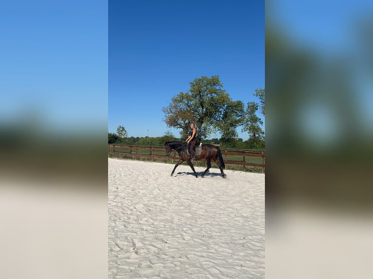 Hannoveraner Stute 5 Jahre 162 cm Brauner in Heinsberg