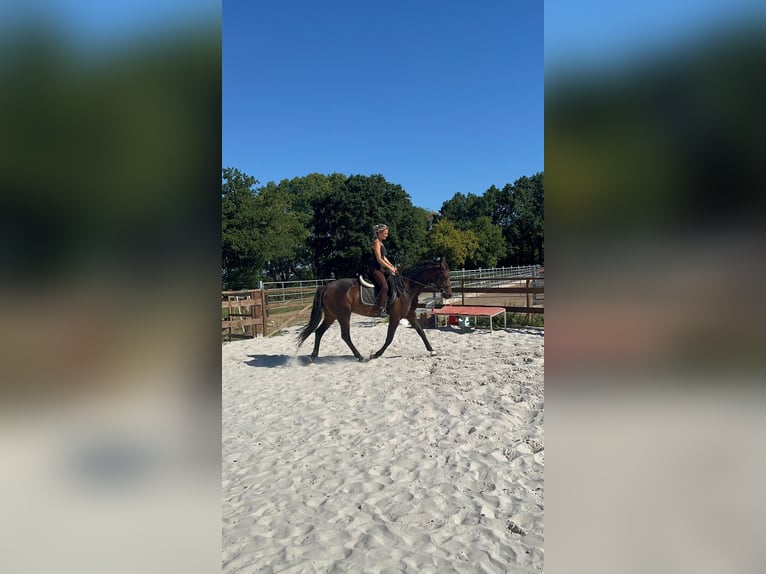 Hannoveraner Stute 5 Jahre 162 cm Brauner in Heinsberg
