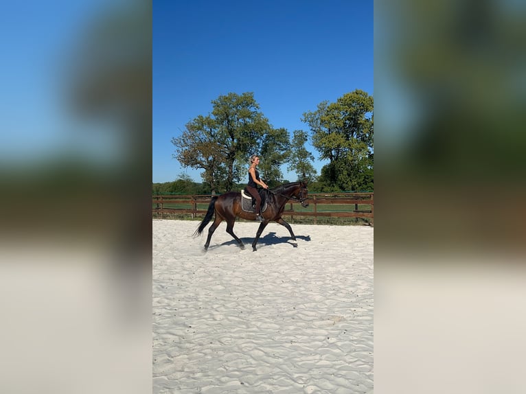 Hannoveraner Stute 5 Jahre 162 cm Brauner in Heinsberg