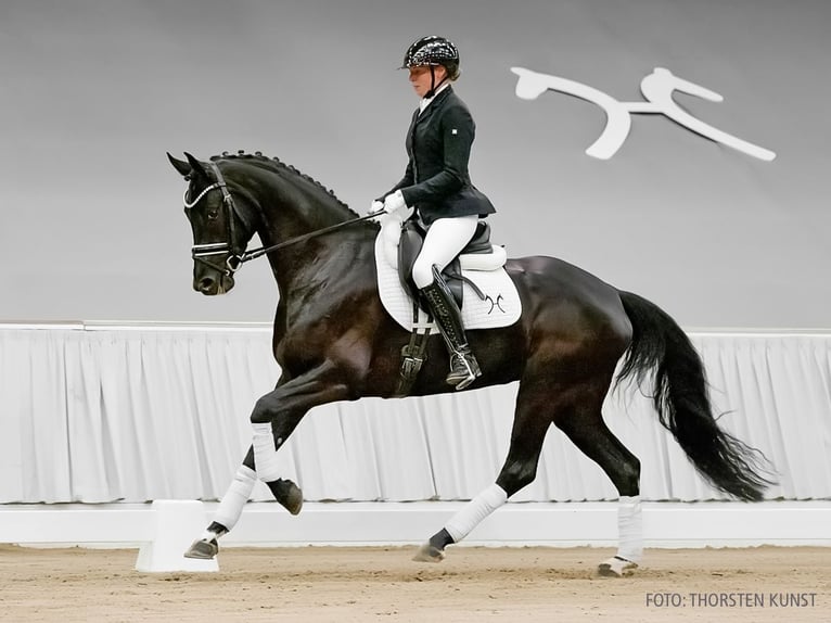 Hannoveraner Stute 5 Jahre 162 cm Brauner in Verden