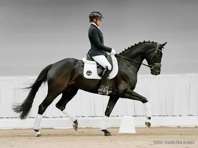 Hannoveraner Stute 5 Jahre 162 cm Brauner in Verden