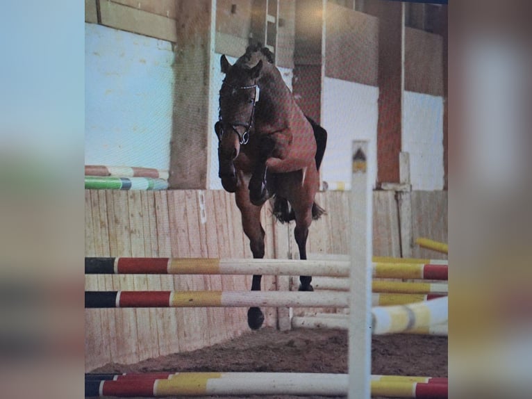 Hannoveraner Stute 5 Jahre 162 cm Brauner in Gablingen