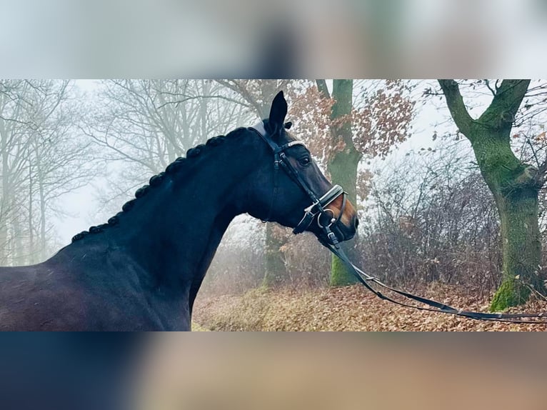Hannoveraner Stute 5 Jahre 162 cm Dunkelbrauner in Neumarkt in der Oberpfalz
