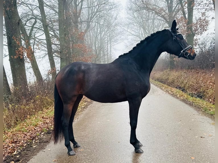 Hannoveraner Stute 5 Jahre 162 cm Dunkelbrauner in Neumarkt in der Oberpfalz