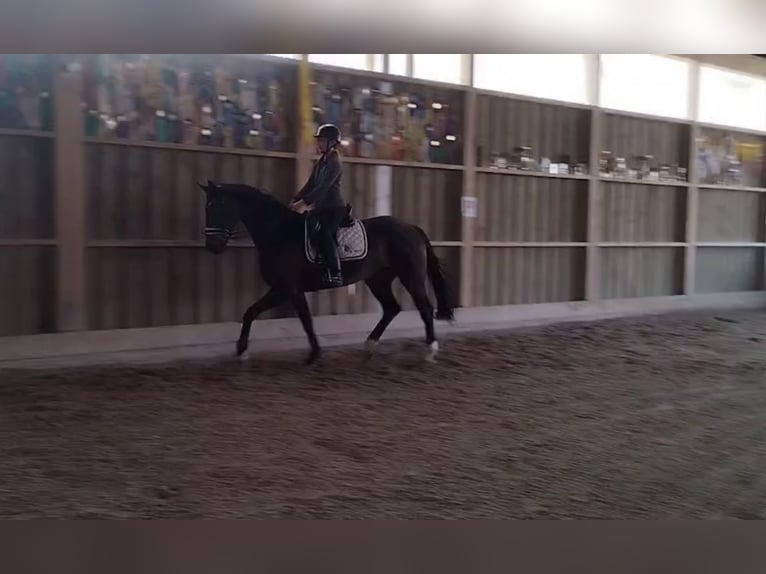 Hannoveraner Stute 5 Jahre 162 cm Dunkelbrauner in Praha