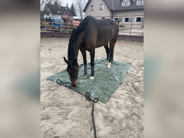 Hannoveraner Stute 5 Jahre 162 cm Dunkelbrauner in Praha