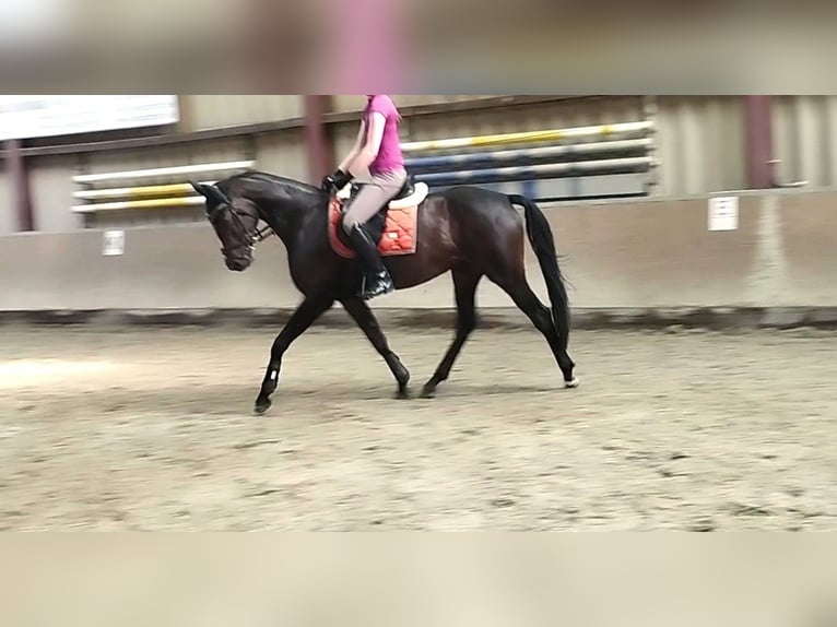 Hannoveraner Stute 5 Jahre 162 cm Dunkelbrauner in Springe