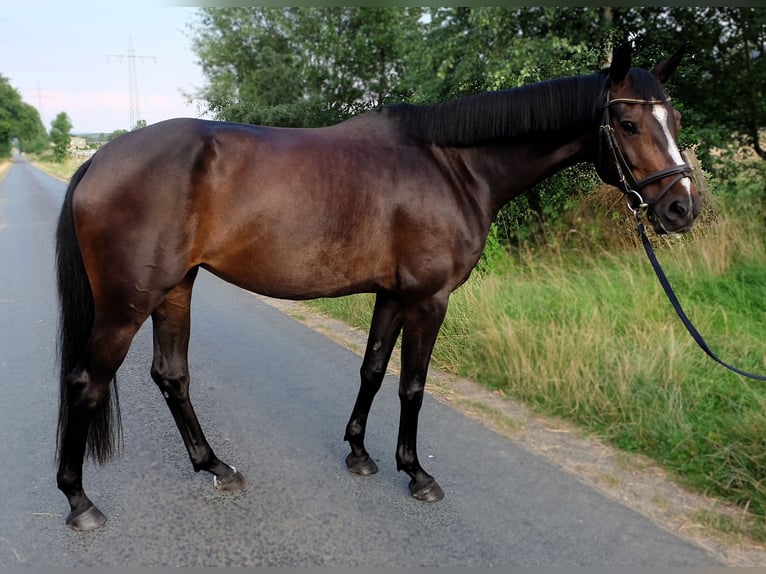 Hannoveraner Stute 5 Jahre 162 cm Dunkelbrauner in Springe