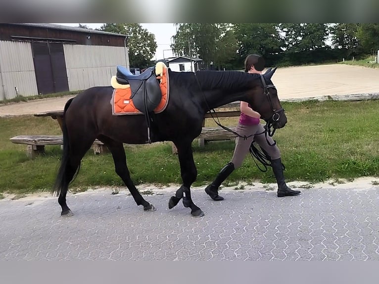 Hannoveraner Stute 5 Jahre 162 cm Dunkelbrauner in Springe