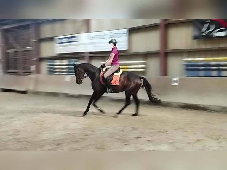 Hannoveraner Stute 5 Jahre 162 cm Dunkelbrauner in Springe