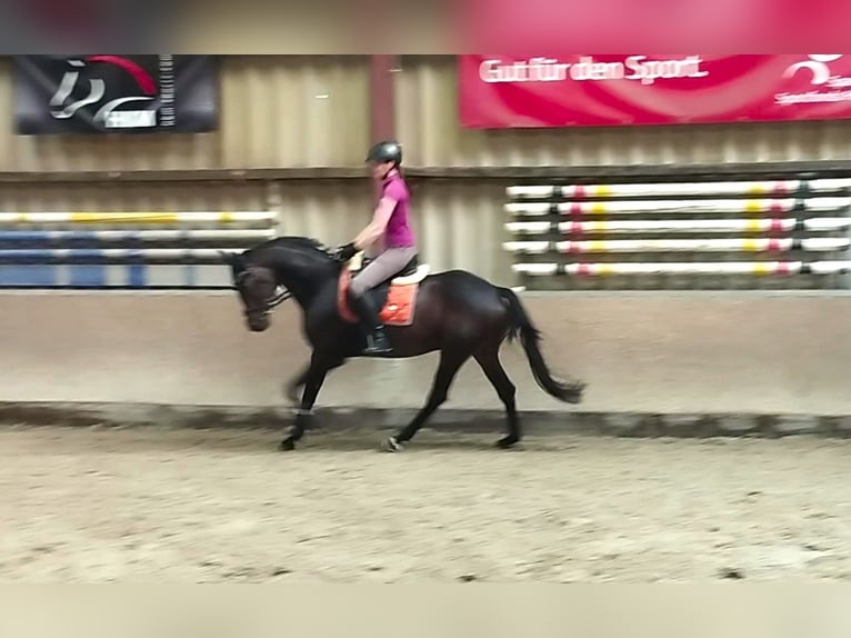Hannoveraner Stute 5 Jahre 162 cm Dunkelbrauner in Springe
