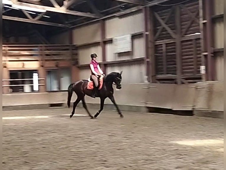 Hannoveraner Stute 5 Jahre 162 cm Dunkelbrauner in Springe