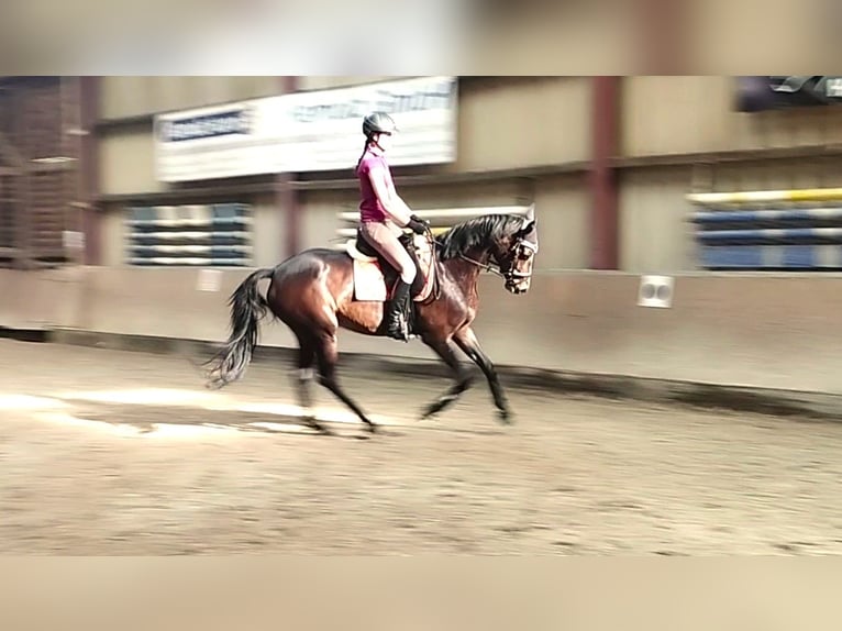 Hannoveraner Stute 5 Jahre 162 cm Dunkelbrauner in Springe