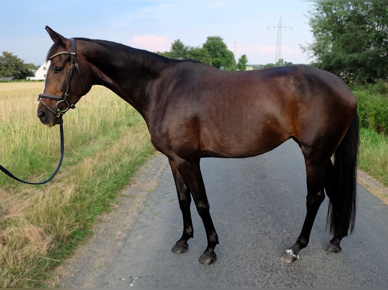 Hannoveraner Stute 5 Jahre 162 cm Dunkelbrauner in Springe