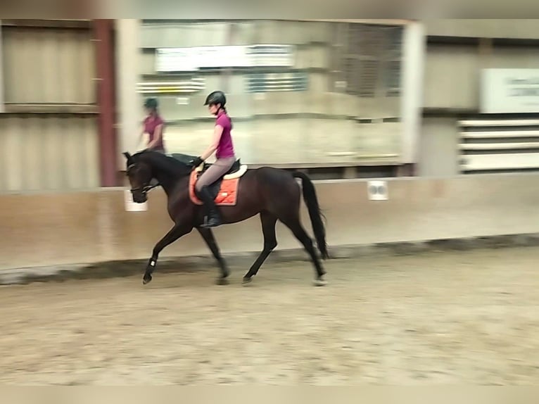 Hannoveraner Stute 5 Jahre 162 cm Dunkelbrauner in Springe