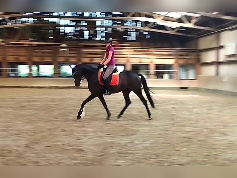 Hannoveraner Stute 5 Jahre 162 cm Dunkelbrauner in Springe