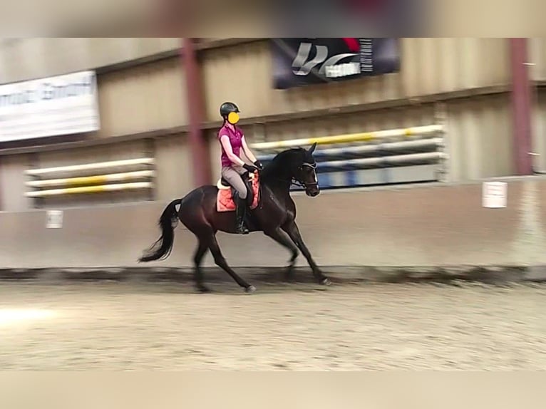 Hannoveraner Stute 5 Jahre 162 cm Dunkelbrauner in Springe
