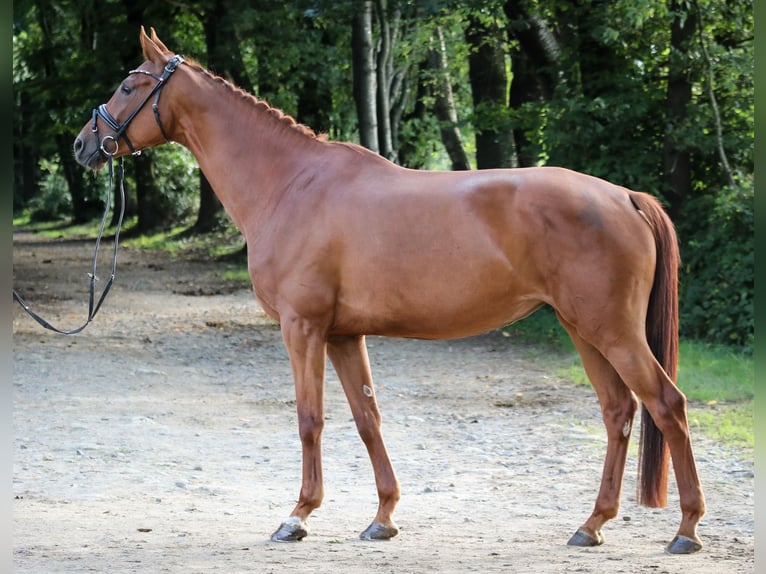 Hannoveraner Stute 5 Jahre 162 cm Fuchs in Wuppertal