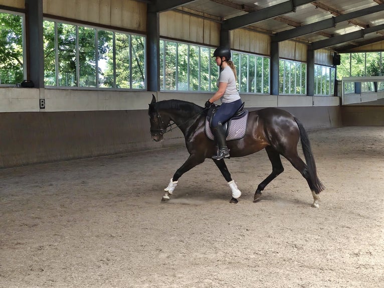 Hannoveraner Stute 5 Jahre 162 cm Rappe in Melle