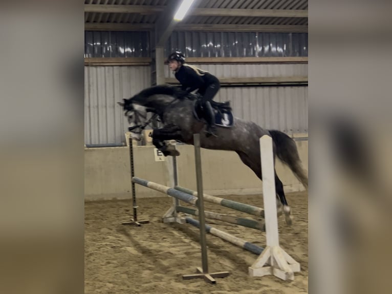 Hannoveraner Stute 5 Jahre 162 cm Schimmel in Verden (Aller)