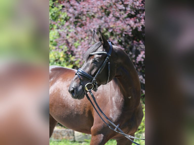 Hannoveraner Stute 5 Jahre 162 cm Schwarzbrauner in Schwäbisch Hall
