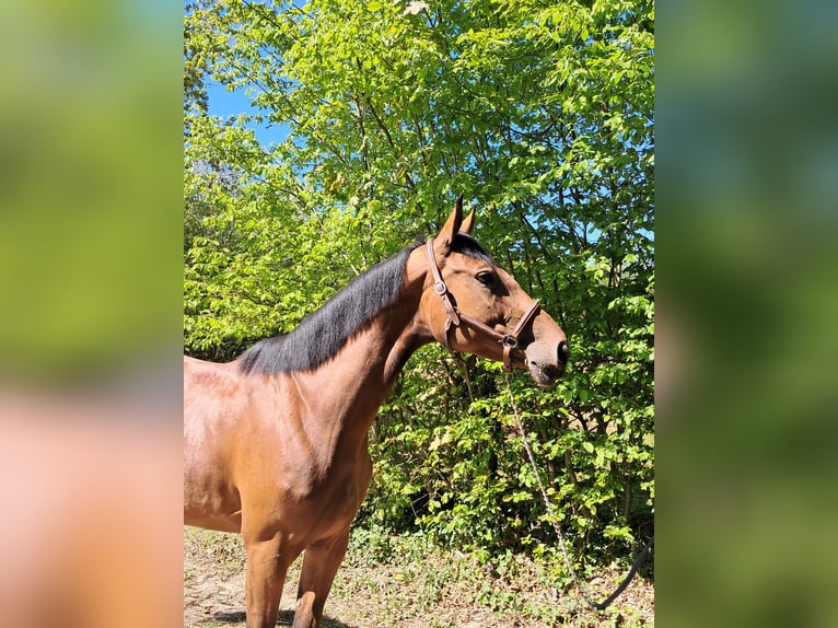 Hannoveraner Stute 5 Jahre 163 cm Brauner in Messel