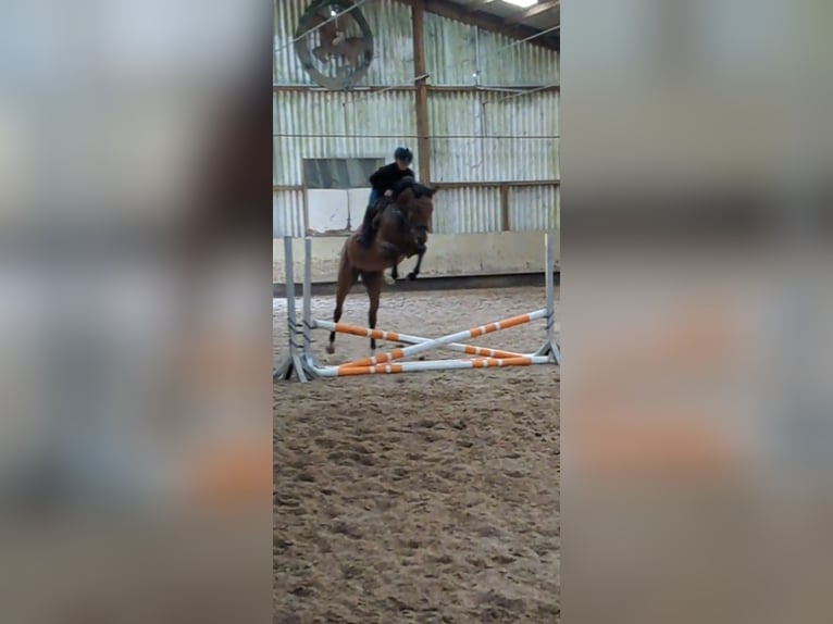 Hannoveraner Stute 5 Jahre 163 cm Brauner in Messel