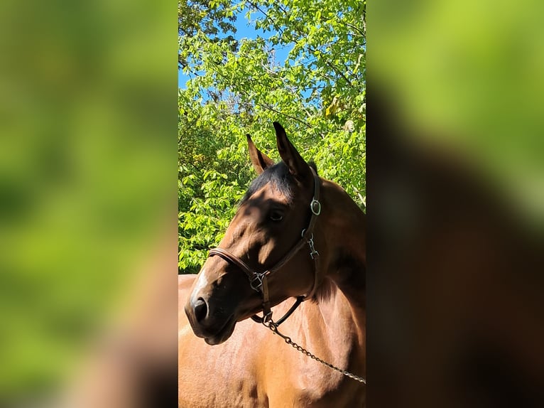 Hannoveraner Stute 5 Jahre 163 cm Brauner in Messel