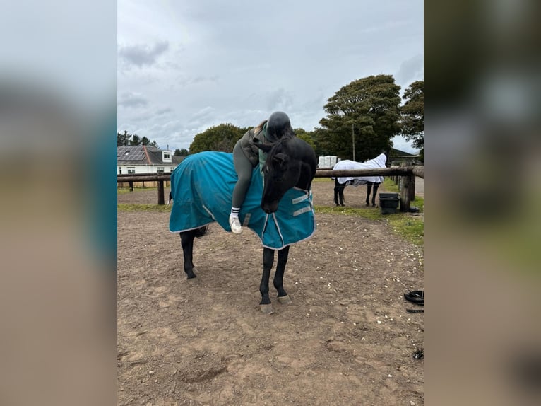 Hannoveraner Stute 5 Jahre 163 cm Dunkelbrauner in Dublin