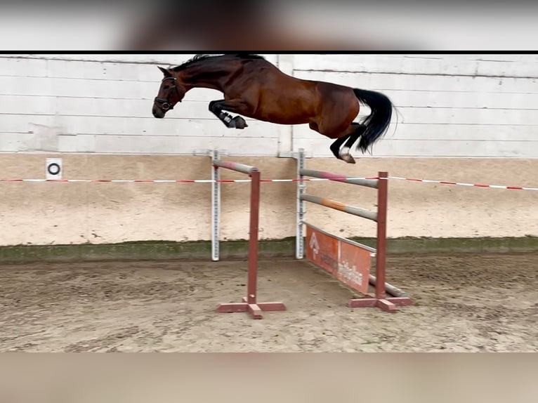 Hannoveraner Stute 5 Jahre 163 cm Dunkelbrauner in Gro&#xDF; Ippener